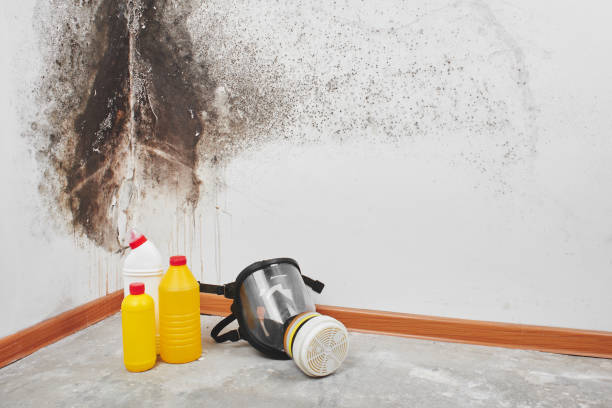 Best Best Mold Removal Companies  in Eureka, CA