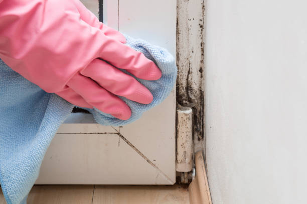 Professional Mold Removal in Eureka, CA